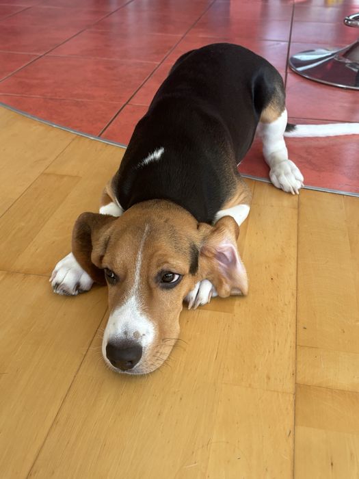 Beagle 4 miesiące – oddam w dobre ręce