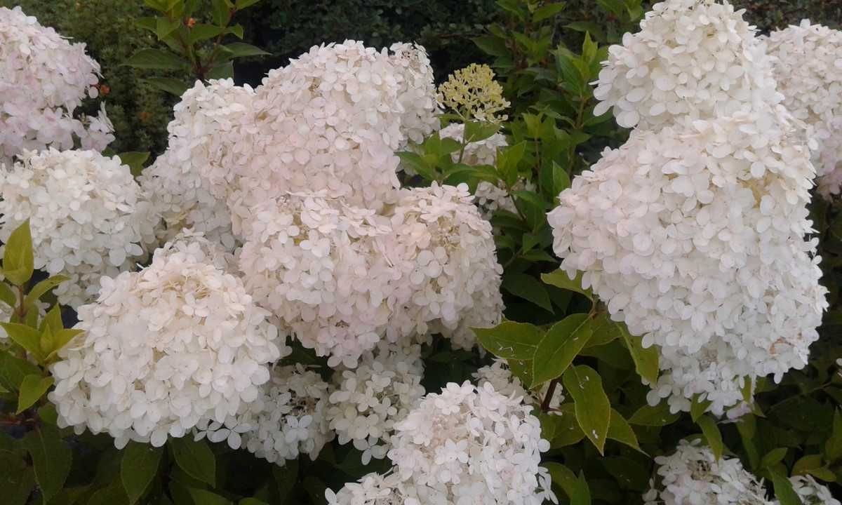 Hortensje bukietowe 7odmian -Flora Szczecin