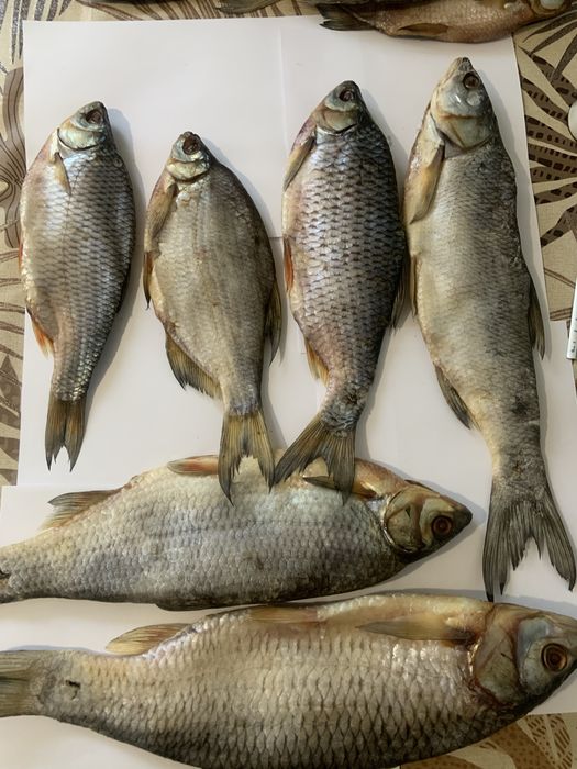 Плотва Судак Густера