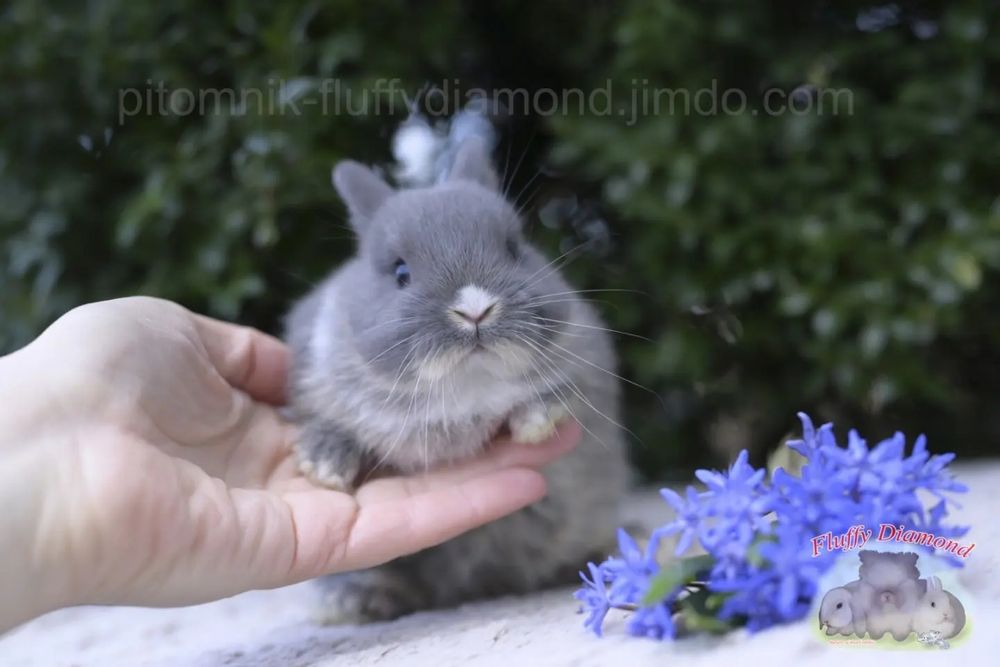 Дівчинка Netherland Dwarf Rabbit (Нідерландський Карликовий Кролик)