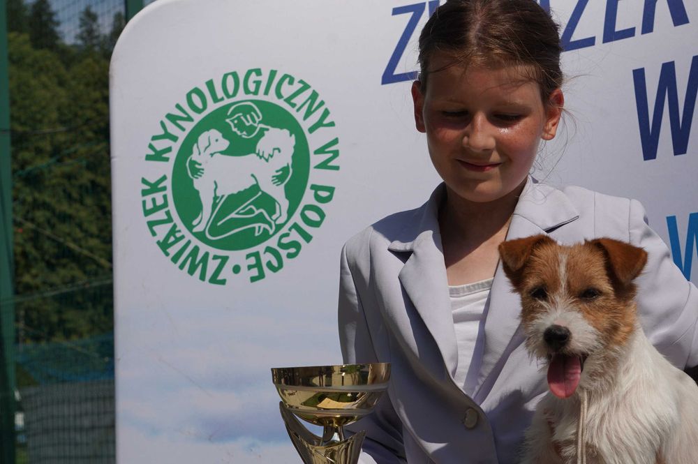Jack Russell Terrier ZKwP FCI po Championie PL