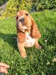Cocer Spaniel szczeniak