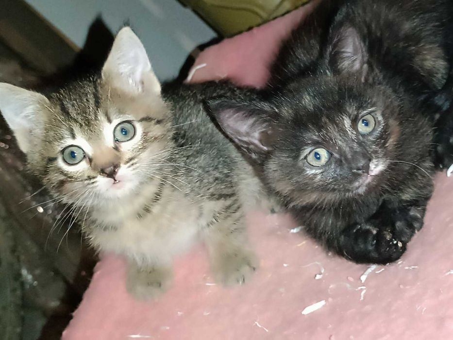 Віддам котят в добрі руки