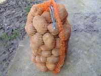ziemniaki jadalne GALA