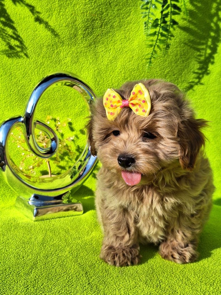 Maltipoo szczeniaczek z rodowodem