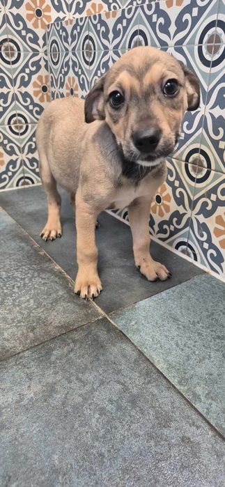 Szczeniaki chłopczyki około 3 miesiące