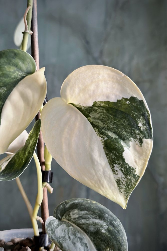 Scindapsus Jade Satin variegata - kolekcjonerska roślina, świetne geny
