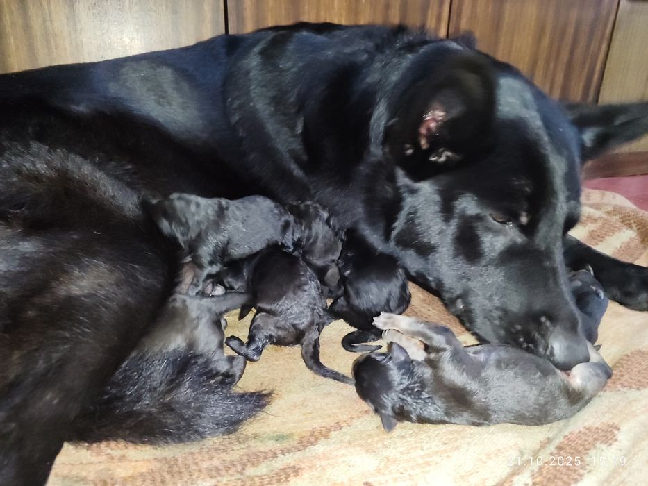 Щенки Восточно европейской Овчарки (Метисы)