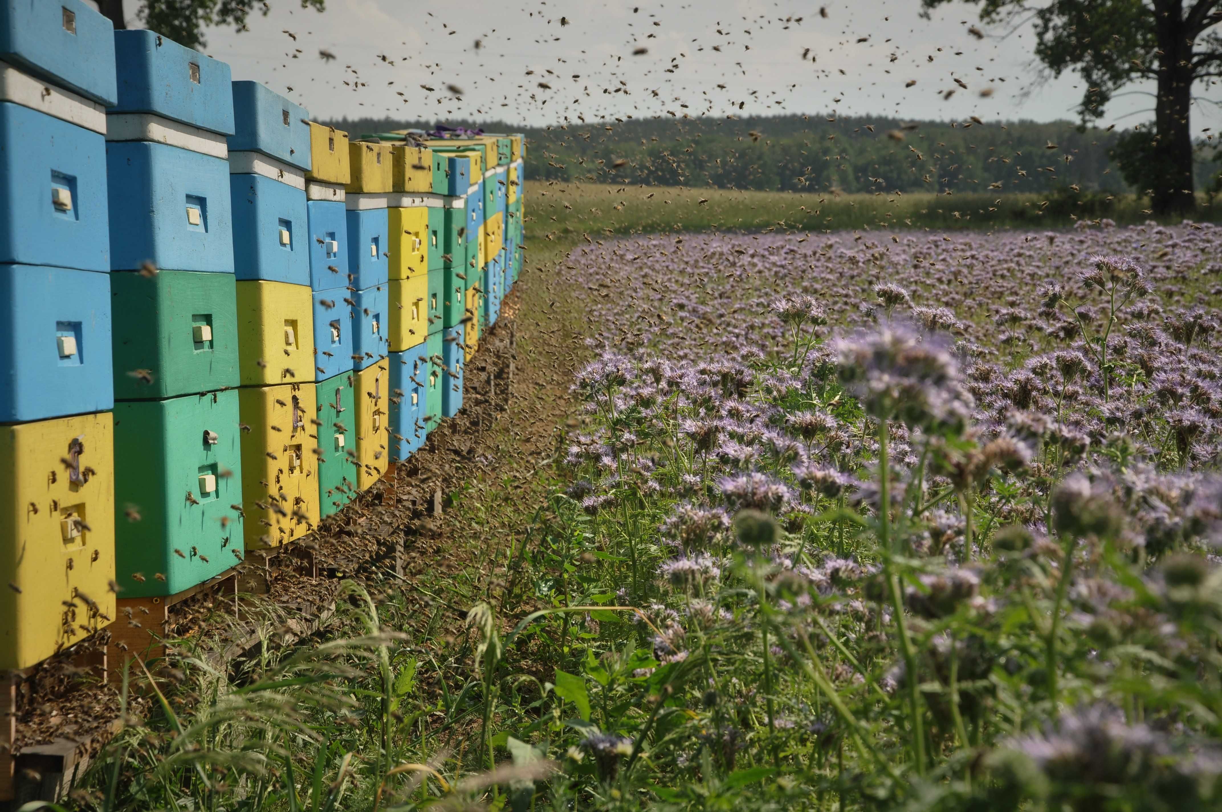 Matki Pszczele, Odkłady Pszczele, Pszczoły