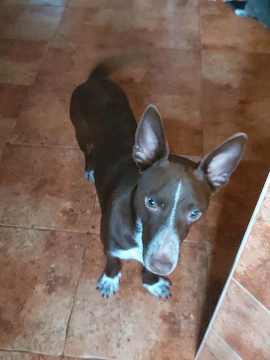 Uma família para o Eddie e para a Estrela