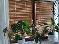 Żaluzje drewniane 70x150 listwa 27mm