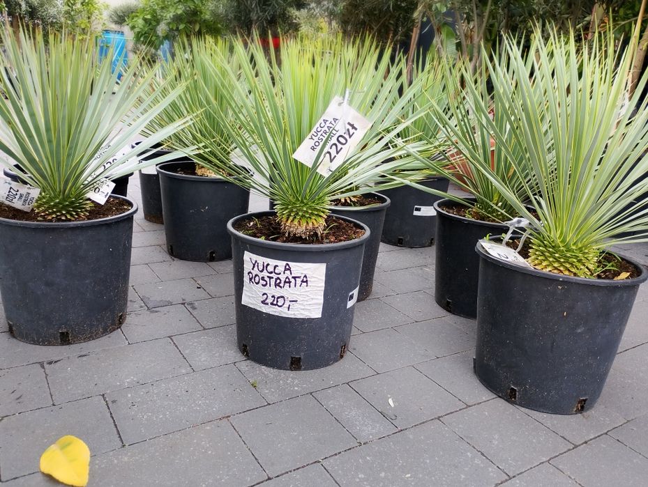 Yucca Rostrata small