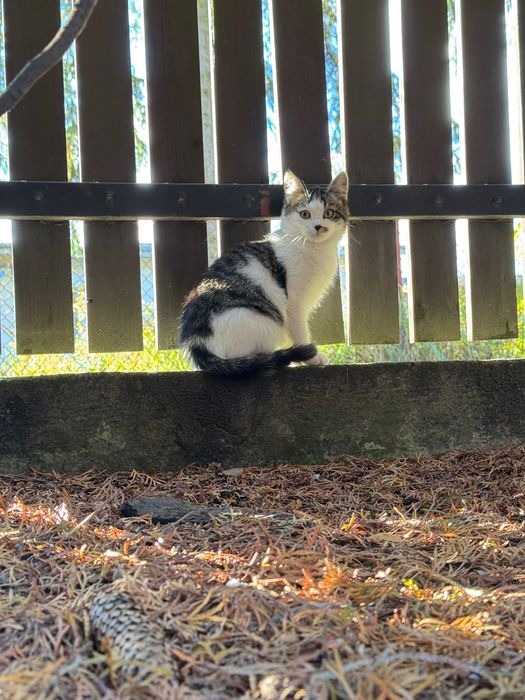 Młode podrzucone kociaki poszukują domu