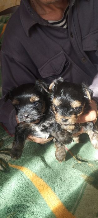 Йоркширский терьер