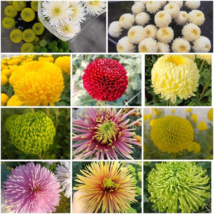 Chryzantemy doniczkowe