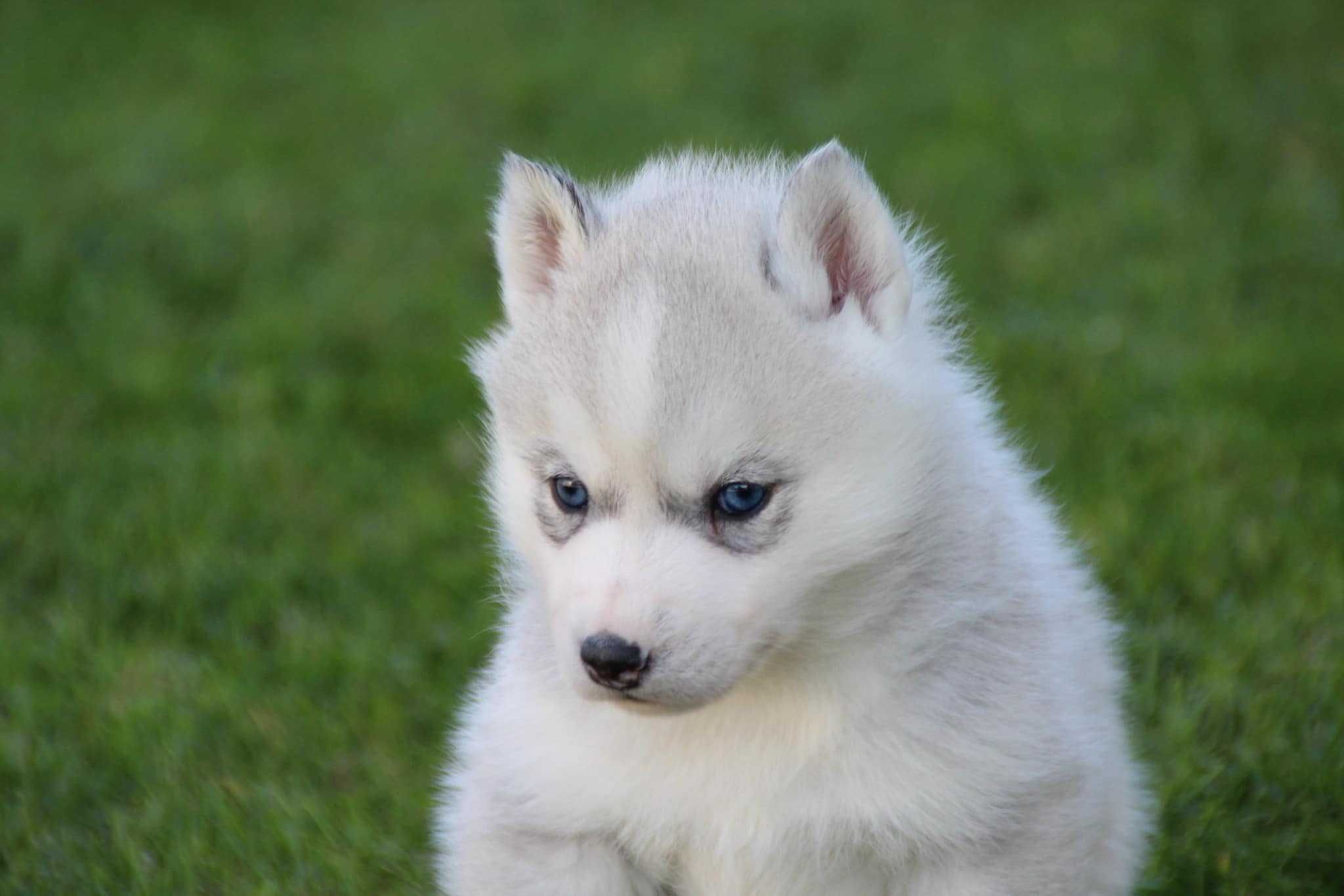 Siberian husky suczka  srebrno-biała ZKwP FCI
