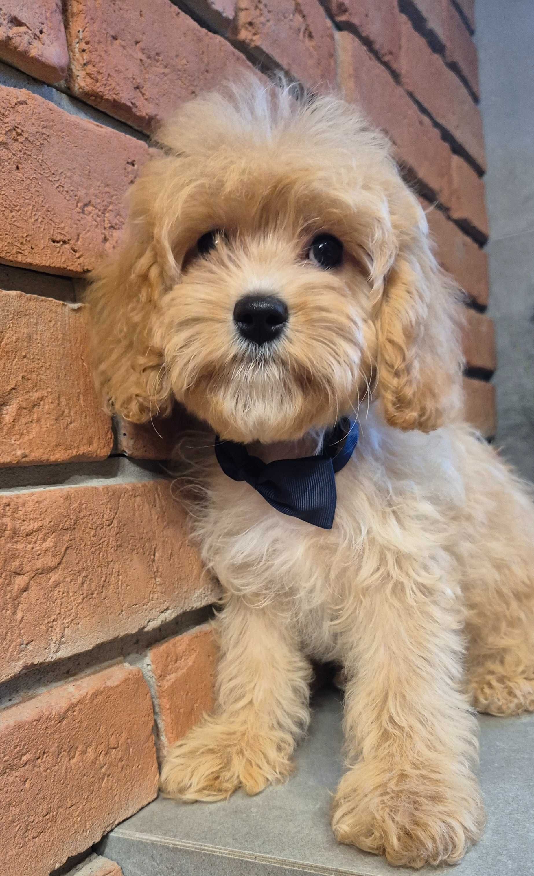 Cavapoo piekny Uzzi  do odbioru
