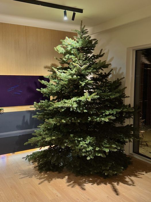 Choinka Jodła Kaukaska 280cm ze szkółki, świeżo ścięta