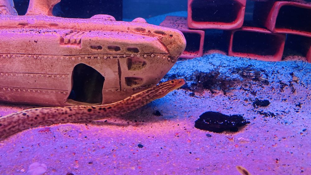 TABU murena tygrysia Gymnothorax poluranodon Warszawa