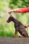 Brązowo-podpalana suczka dobermana szuka odpowiedzialnego domu