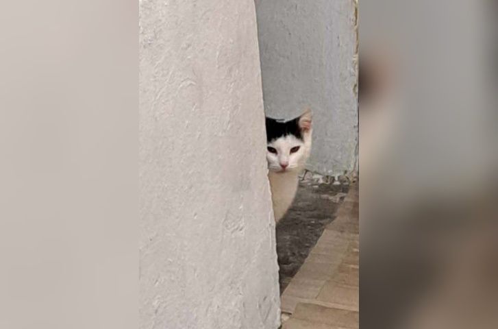 Cudowna kotka szuka kochającego domu..