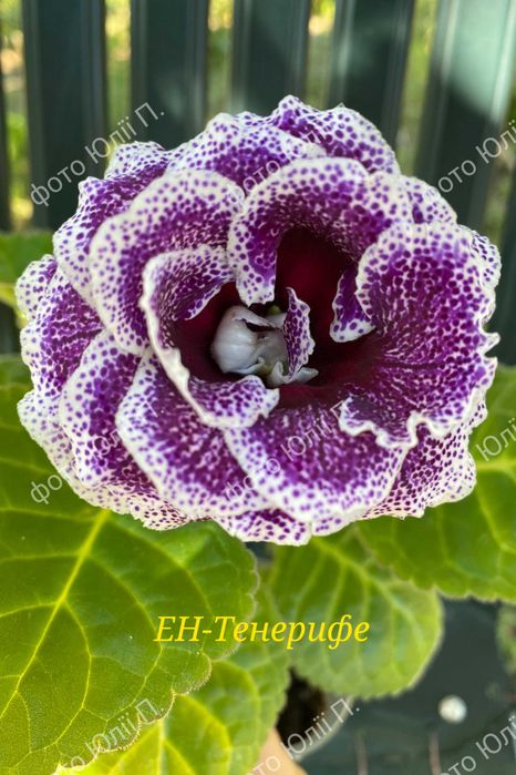 Глоксинії сортові. Сортовые глоксинии.