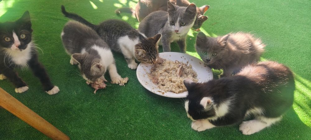 Кошенята шукають ДІМ!