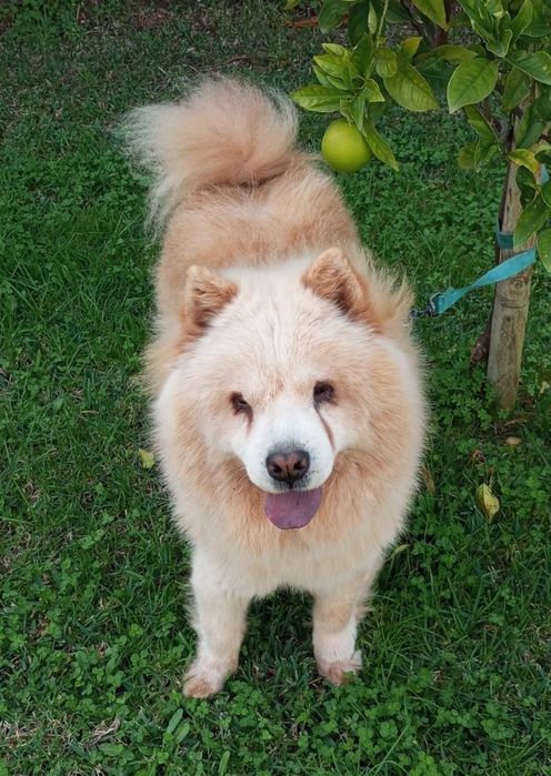 Cadela Chow-Chow para adoção responsável