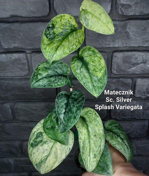 Scindapsus Silver Splash Variegata #1