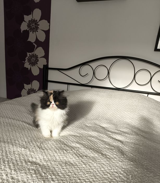 Mega słodziak koteczka pers