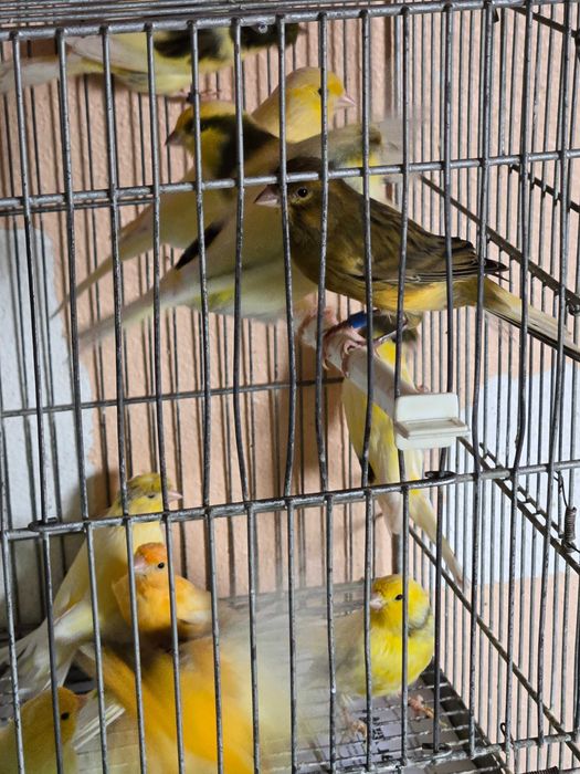 Canarios machos e femeas