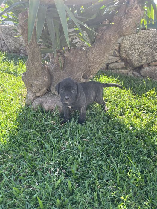 Cane corso italiano fêmea