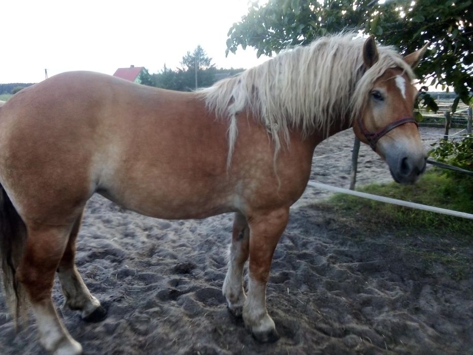 Koń klacz zimnokrwista