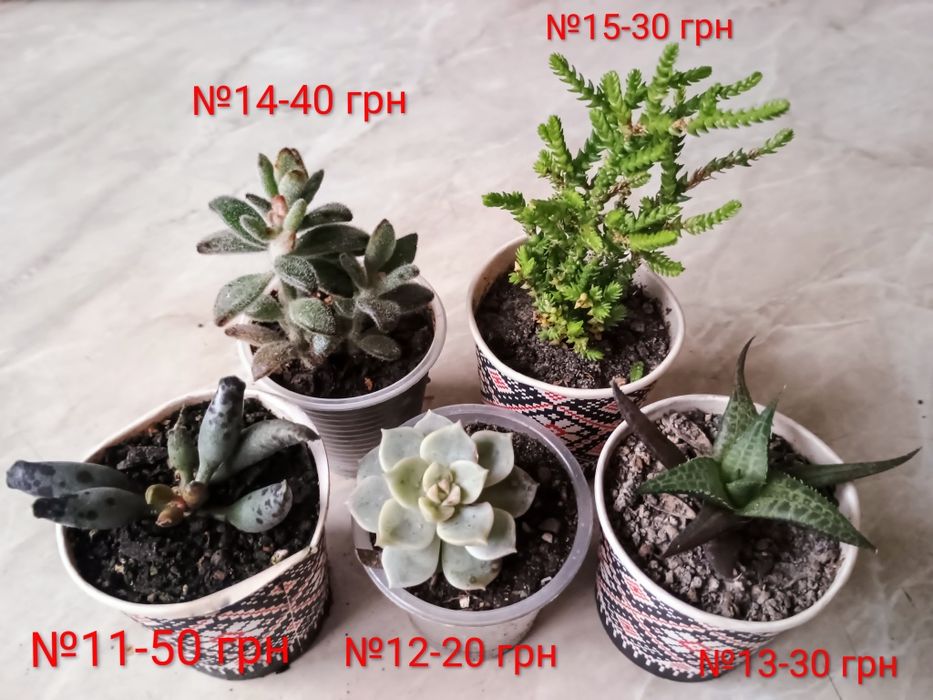 Сукуленти. Красула. Седум. Каланхоє. Алоє. Сансевієрія.