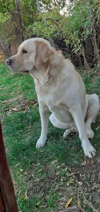 Вязка лабрадора !!!