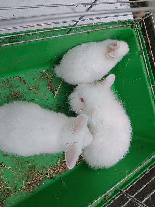 Sprzedam króliki miniaturki