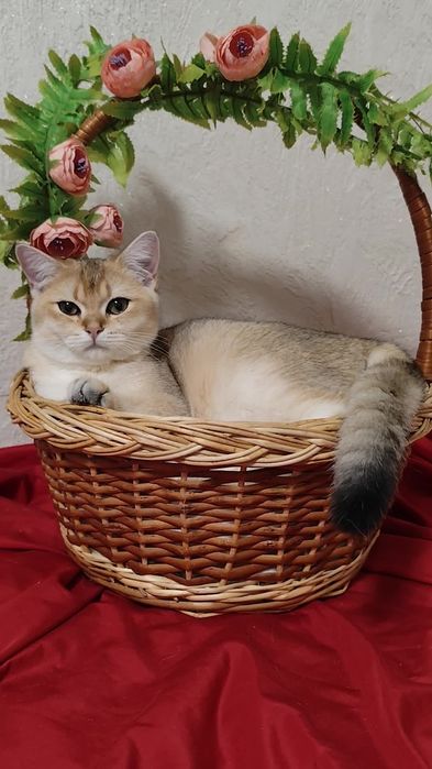 Прямоухие шикарные котята золотая шиншилла мальчик девочка