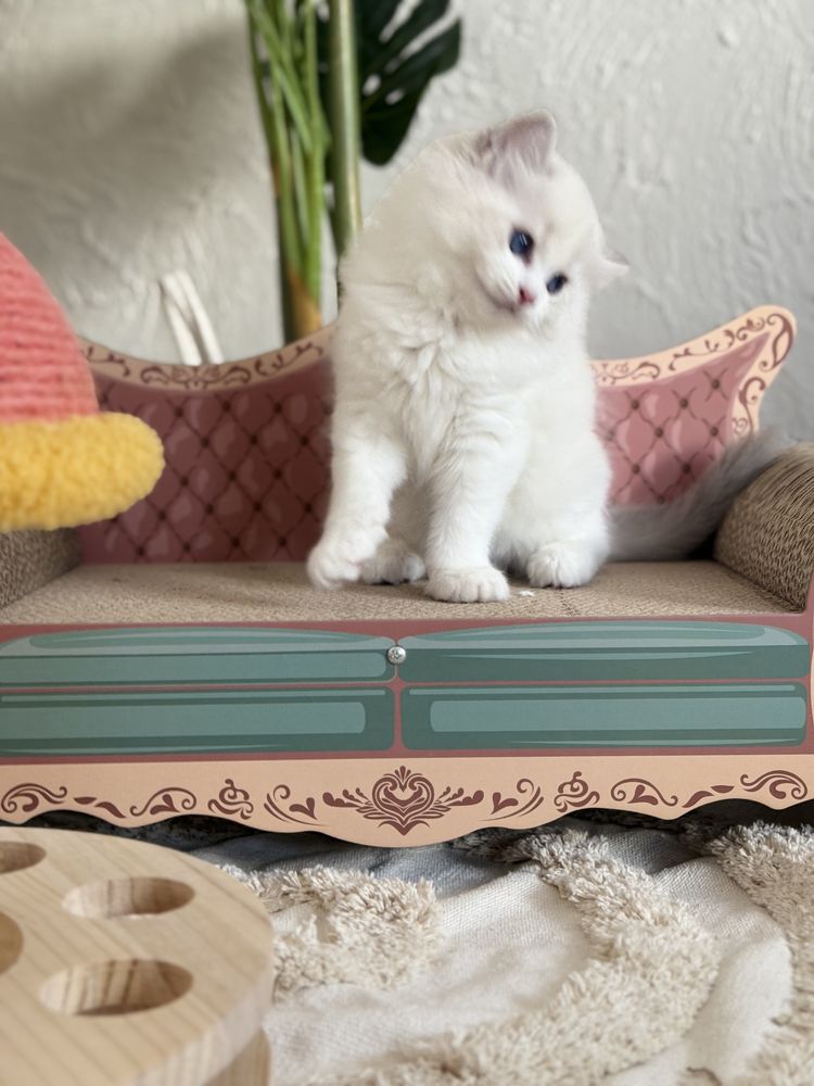 Chlopiec Ragdoll rodowod Fpl