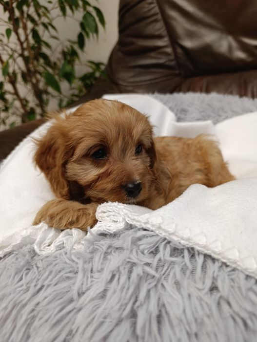 #suczka Cavapoo #