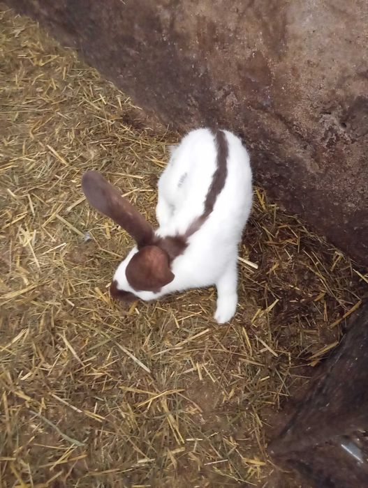 Sprzedam samca srokacz Hawana