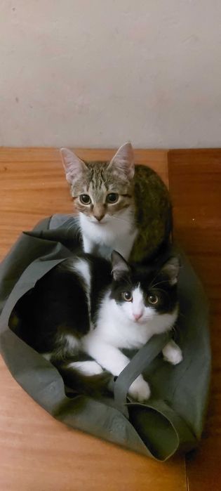 Маленькі кошеннята