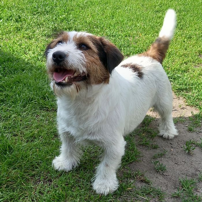 Jack Russell Terrier reproduktor FCI