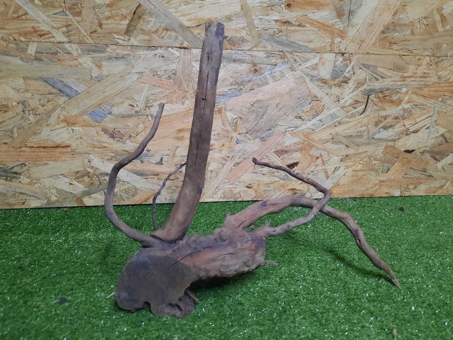 Korzeń do akwarium Red Moore Wood nr 885 o wymiarach 31/12/26