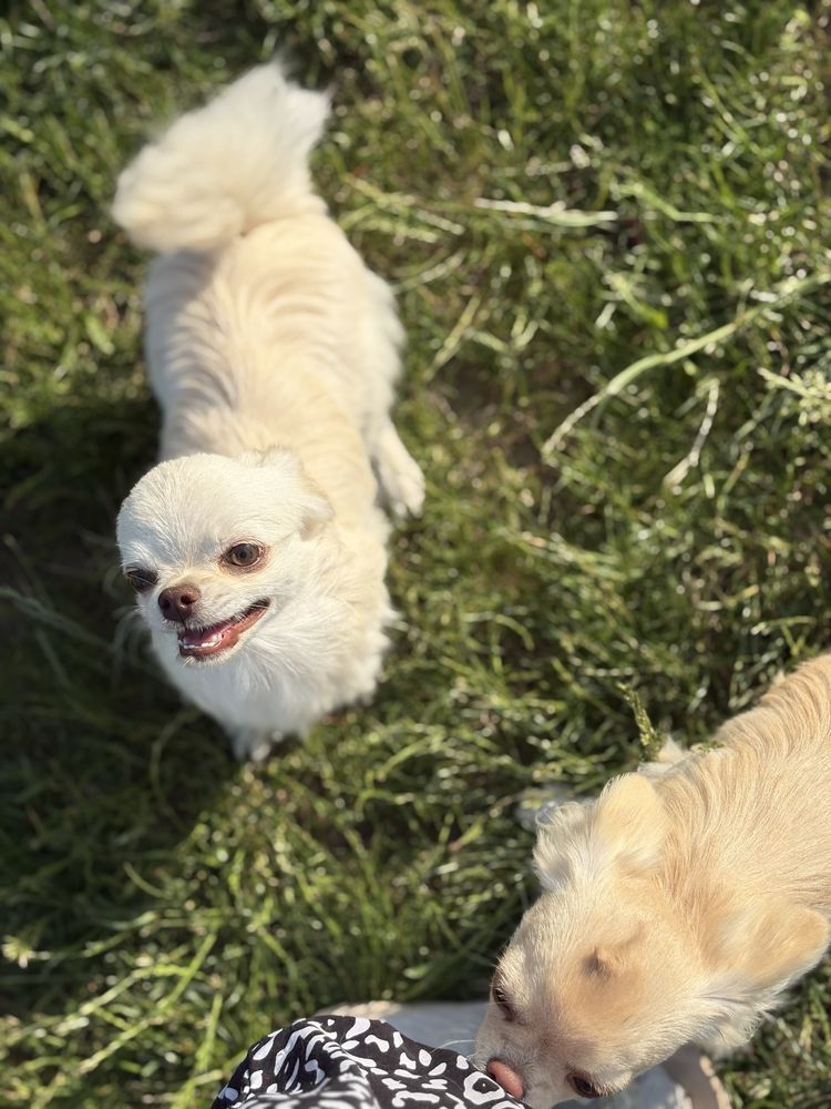 Chłopiec chihuahua FCI