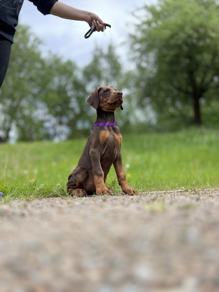 Doberman szczeniak