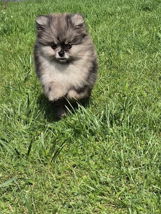 Szpic miniaturowy Merle chlopak malutki
