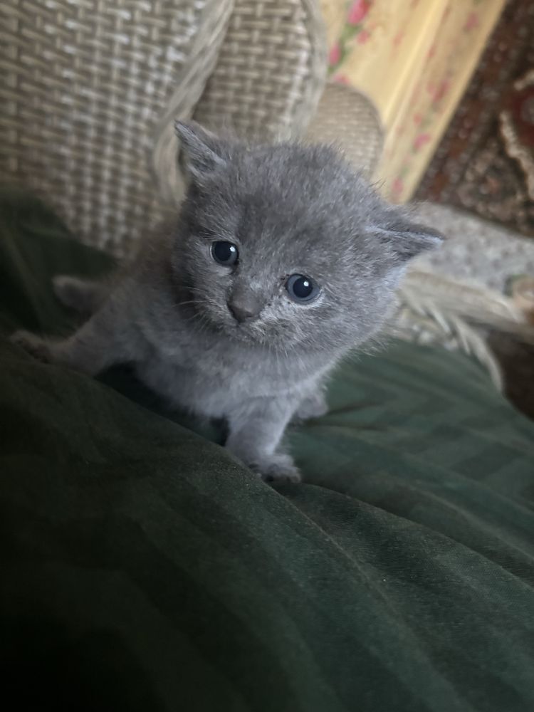 Британские котята