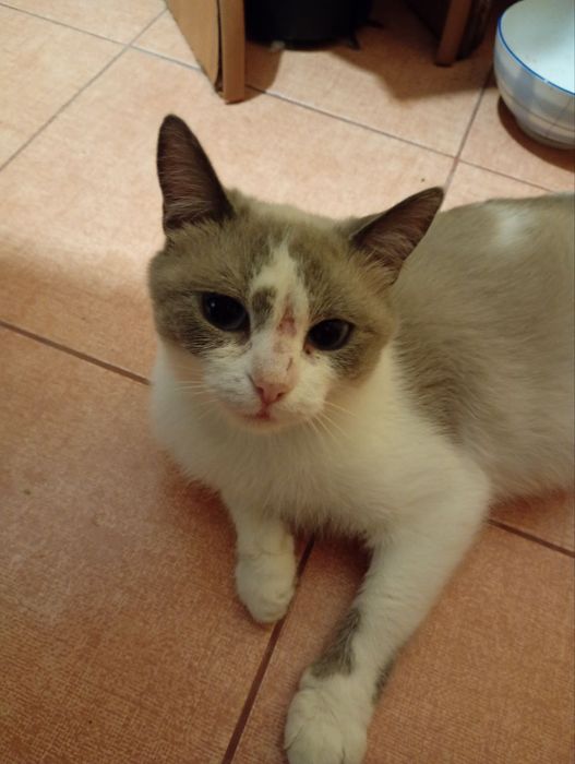 Ласковая кошечка в добрые руки