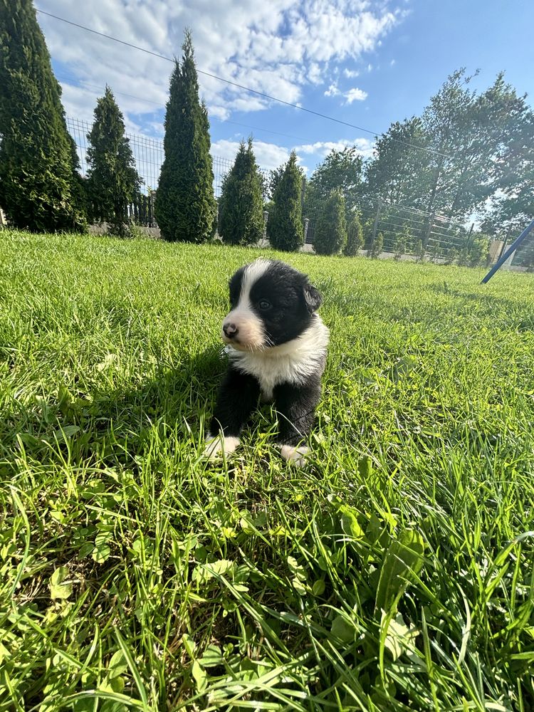 Suczka border collie gotowa do odbioru do domku
