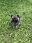 Szpic pomeranian piesek